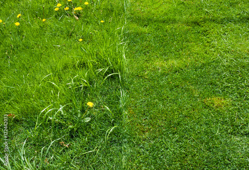 Detail of half of green grass mowed.