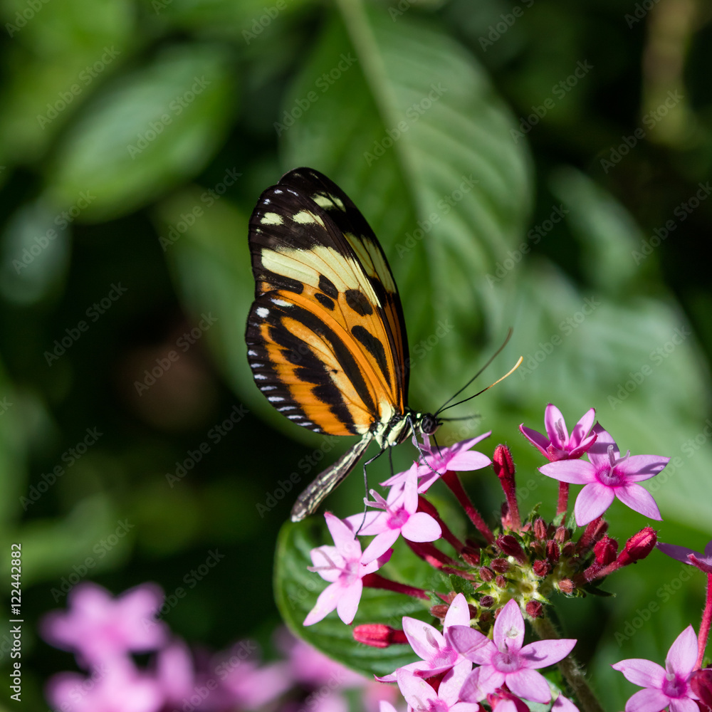 Obraz premium Butterfly Longwing, Isabella's (Eueides isabella) on pink blossom