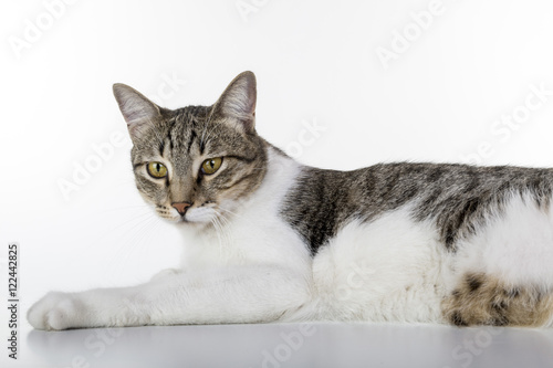 Cat lay down on white table