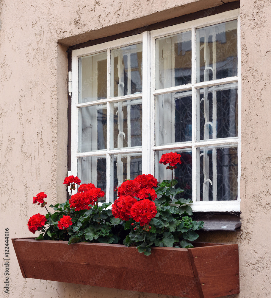 Red flowers in  flowerpot near white window
