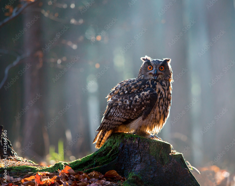 Fototapeta premium Eurasian Eagle Owl (Bubo Bubo) sitting on the stump, close-up, wildlife photo.