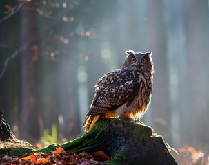 Wandcirkels Uil Oehoe op boomstronk in wildernis  © vladimirhodac