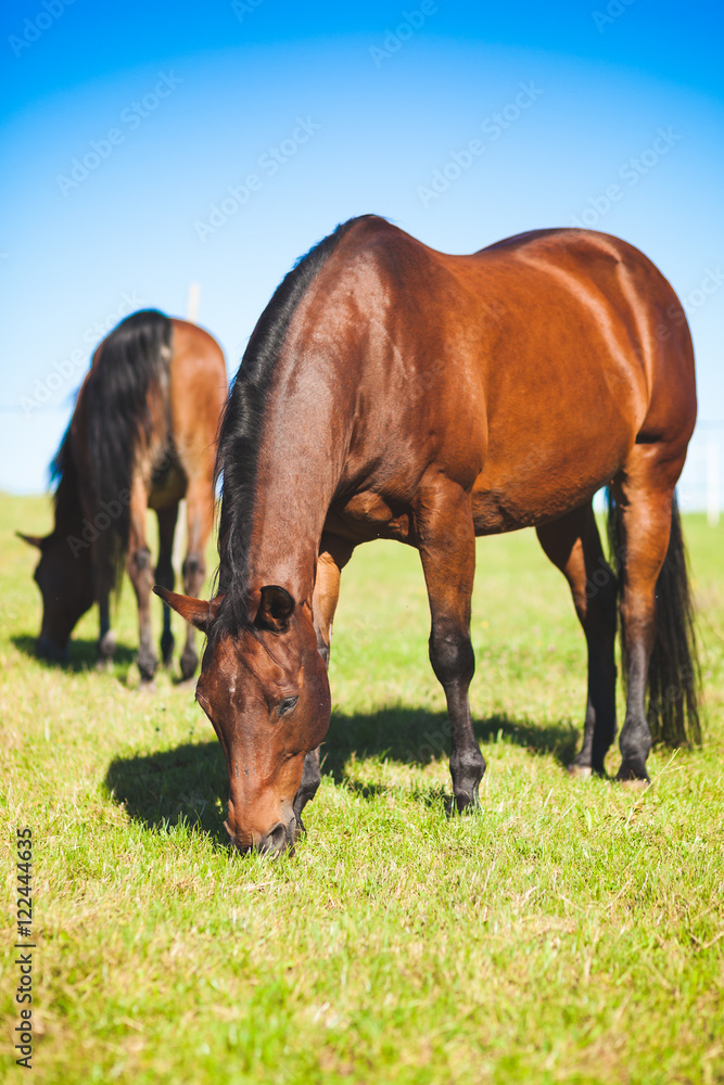 Obraz premium A Horse life