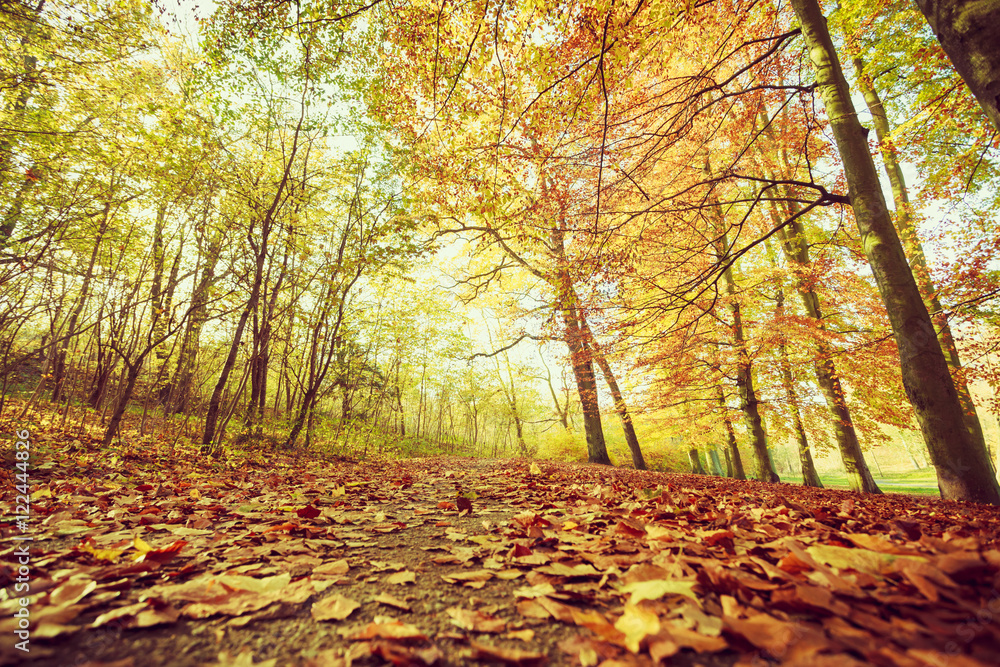 Colorful autumn in park. Colorful autumn in park.