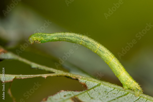 Currant pug (Eupithecia assimilata) moth caterpillar. Larva of moth in the family Geometridae, known as a looper caterpillar, feeding on hop (Humulus lupulus) photo
