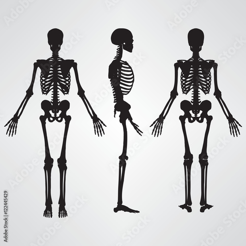 Human Skeleton Silhouette Black