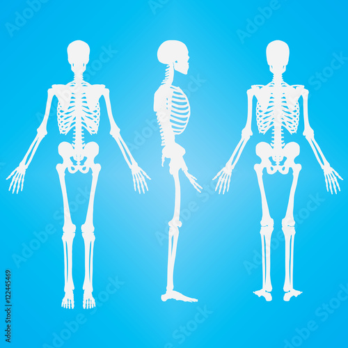 Human Skeleton Silhouette White