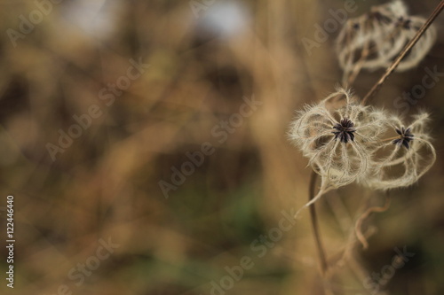 Brown floral texture