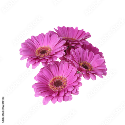 Purple gerbera daisies flowers without stem isolated on white background