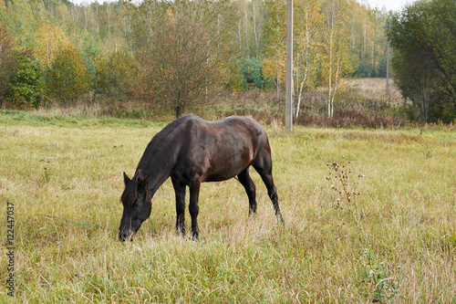 brown horse chewing the grass on the meadow autumn Sunny day