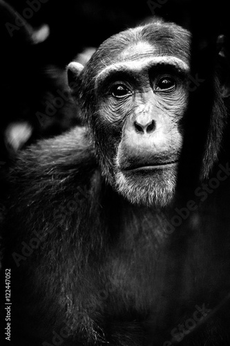 Fotografia Chimpanzé