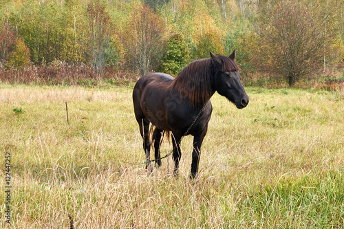 beautiful powerful brown horse stands in a meadow Sunny autumn day © lastfurianec