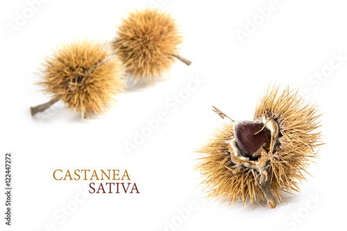 Obraz na płótnie sweet chestnut fruit (Castanea sativa) in the prickly peel isolated on white