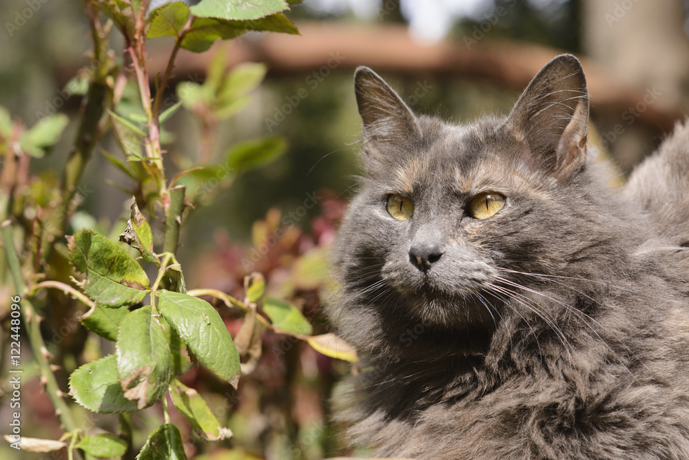 Gray Cat Relaxed in the Garden Gray Cat Relaxed in the Garden