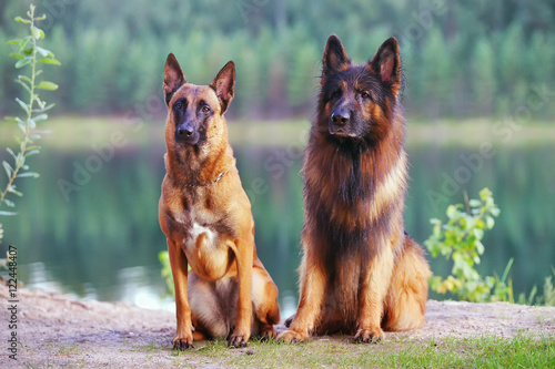 Cuadro en lienzo Belgian Shepherd dog Malinois and long-haired German Shepherd dog sitting togeth