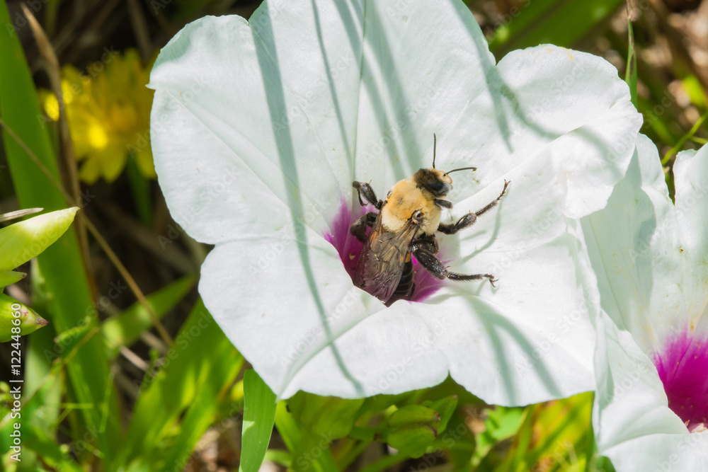 Bee inside a white flower. Macro image.