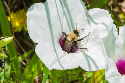 Obraz na płótnie Bee inside a white flower. Macro image. w salonie