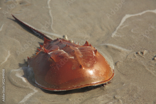 Horseshoe Crab