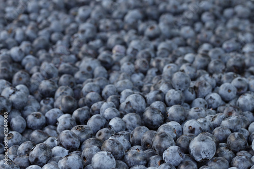Blueberries in solid layer with focus on front and shallow DOF