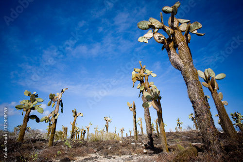 Galapagos Cactus