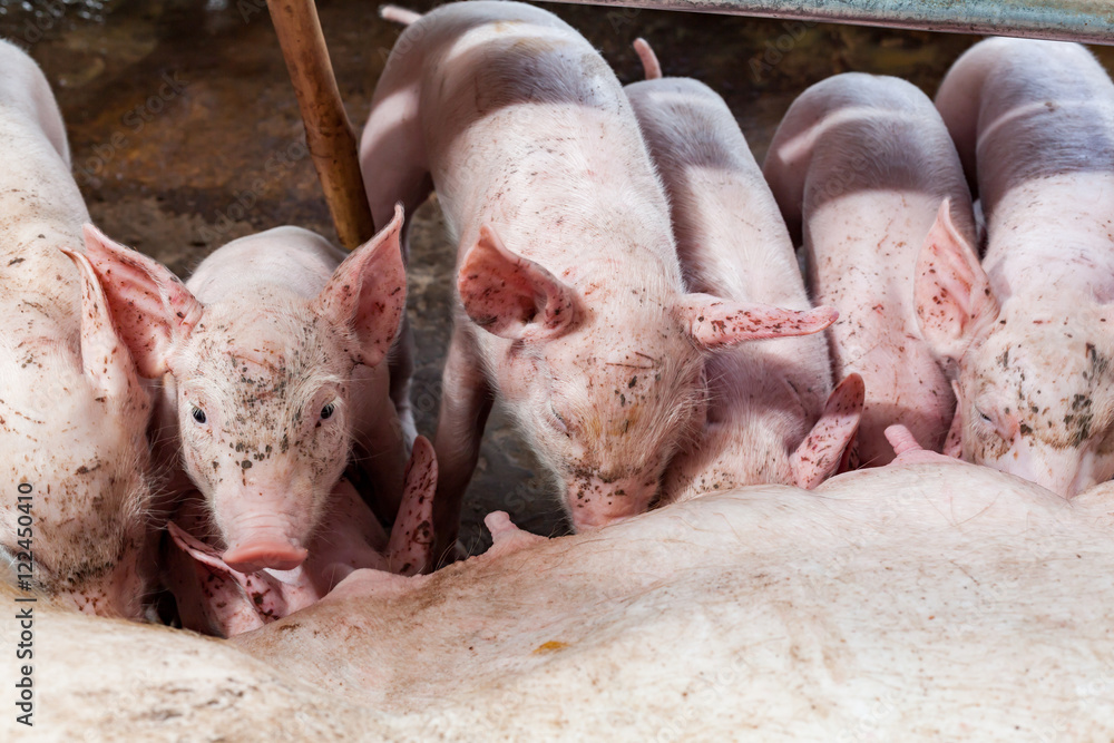 Pig races are breastfed newborn pigs. Pig races are breastfed newborn pigs.
