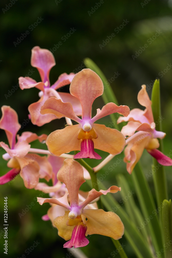 Fototapeta premium Close up of Vanda Miss Joaquim orchid , national flower of Singapore.