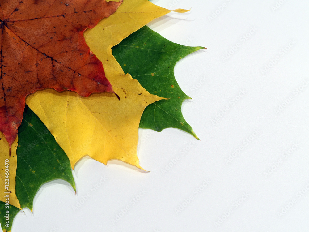 Fototapeta premium Maple leaves on a white