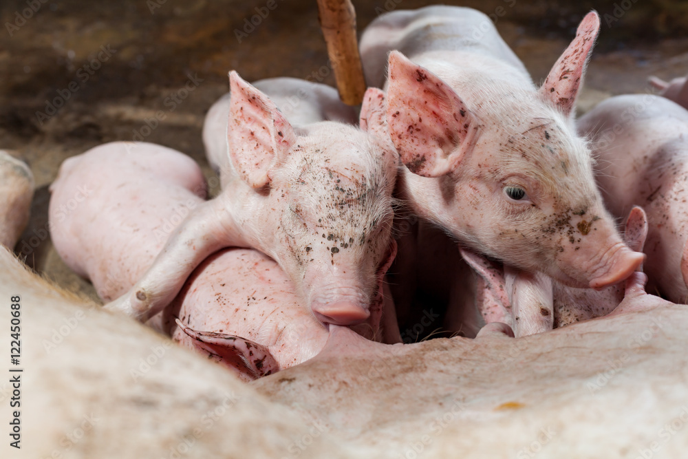Pig races are breastfed newborn pigs and then fell asleep. Pig races are breastfed newborn pigs and then fell asleep.