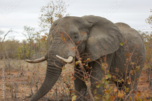 Great Kruger - Elephant
