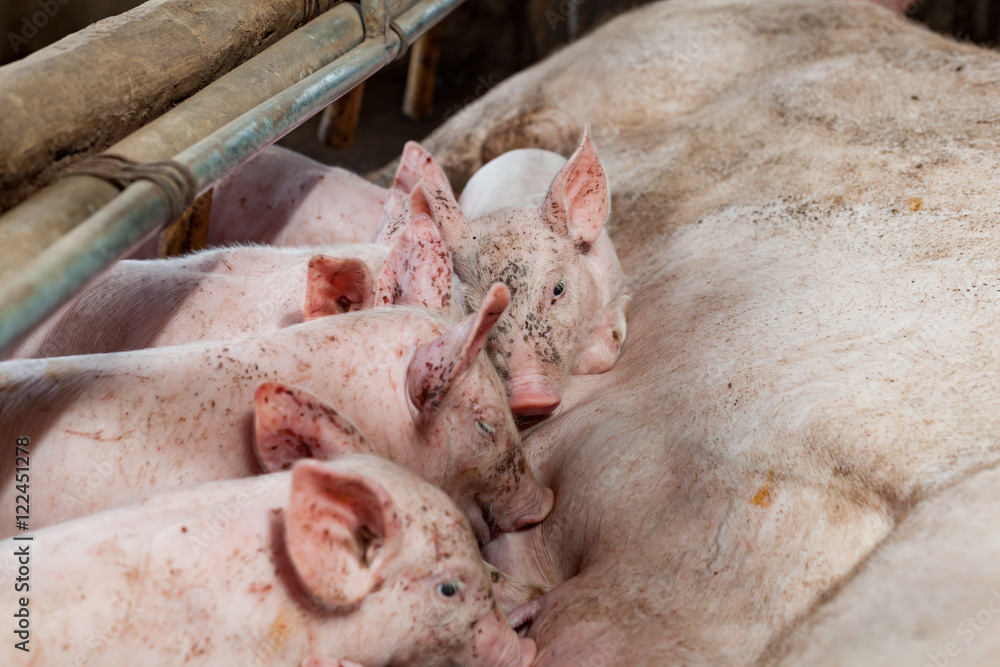 Pig races are breastfed newborn pigs Pig races are breastfed newborn pigs