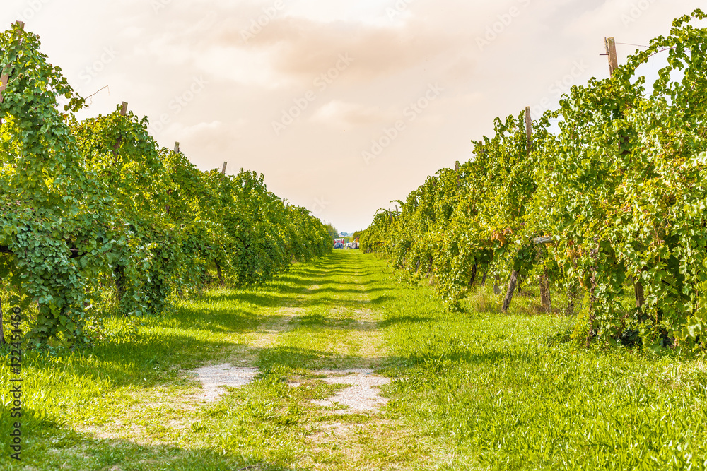 Fototapeta premium rows of vines ready for harvest