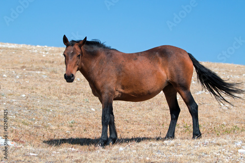Wild Horse Mustang Bay Mare on Sykes Ridge in the Pryor Mountains Wild Horse Range in Montana USA.
