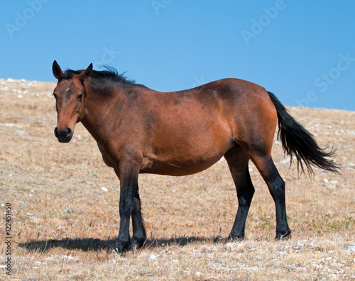 Wild Horse Mustang Bay Mare on Sykes Ridge in the Pryor Mountains Wild Horse Range in Montana     Wyoming USA.