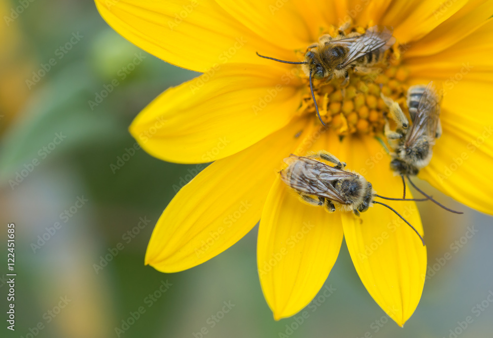 Trio of native bees on a wildflower Trio of native bees on a wildflower