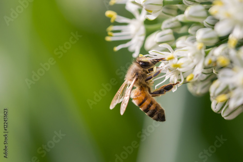 European honeybee (Apis mellifera) on an onion flower © jbosvert