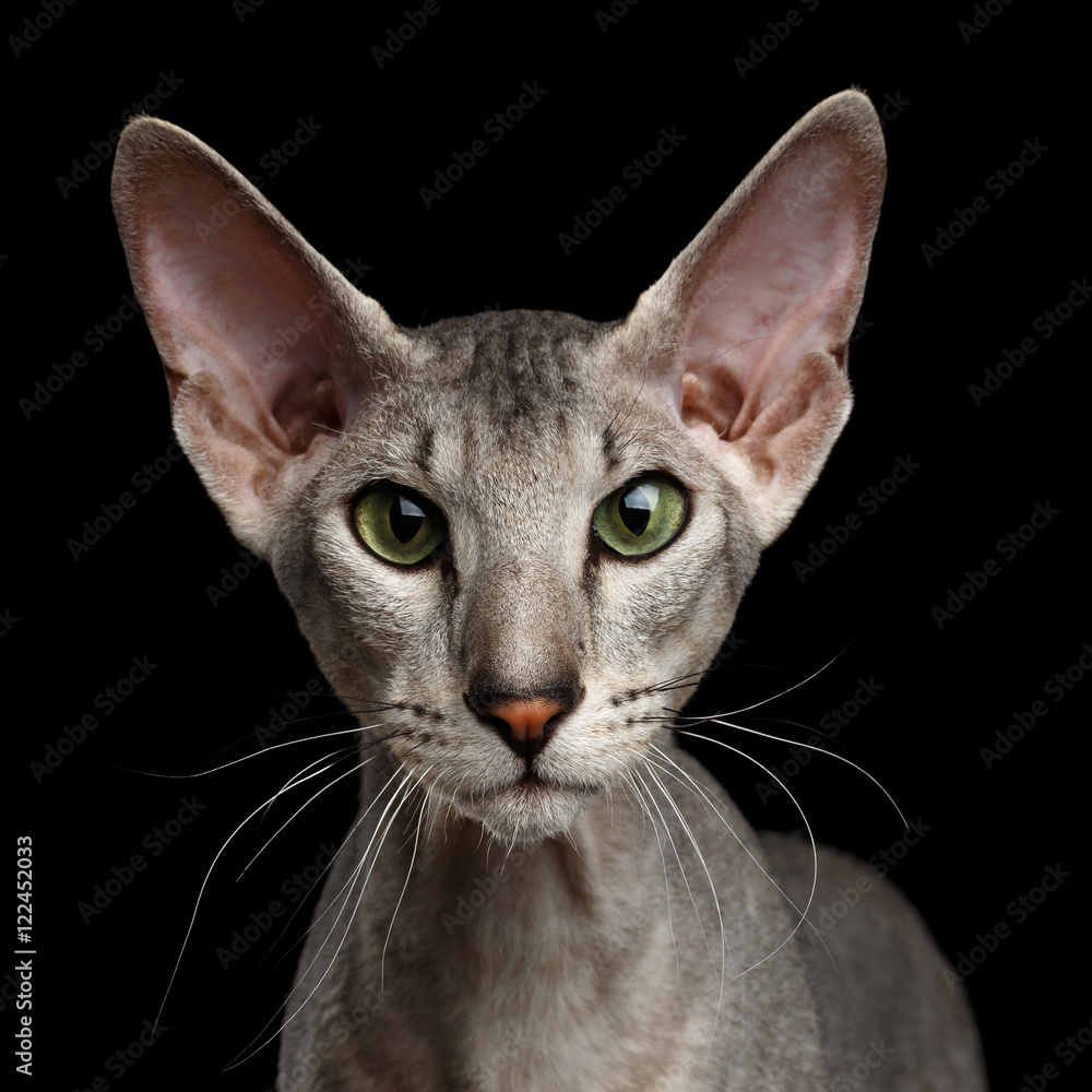 Close-up Portrait of Peterbald Sphynx Cat Curiosity Looks on Isolated Black background