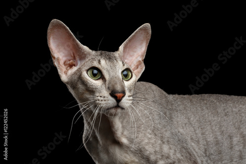 Принти на полотні Peterbald Sphynx Cat Curiosity Looking back on Isolated Black background