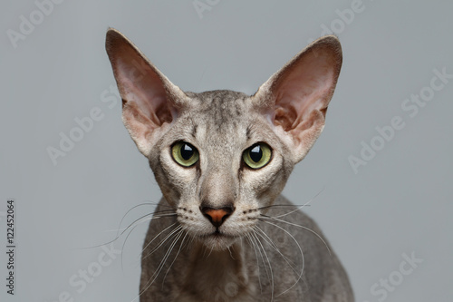 Obraz na plátně Close-up Portrait of Peterbald Sphynx Cat Curiosity Looks on White background