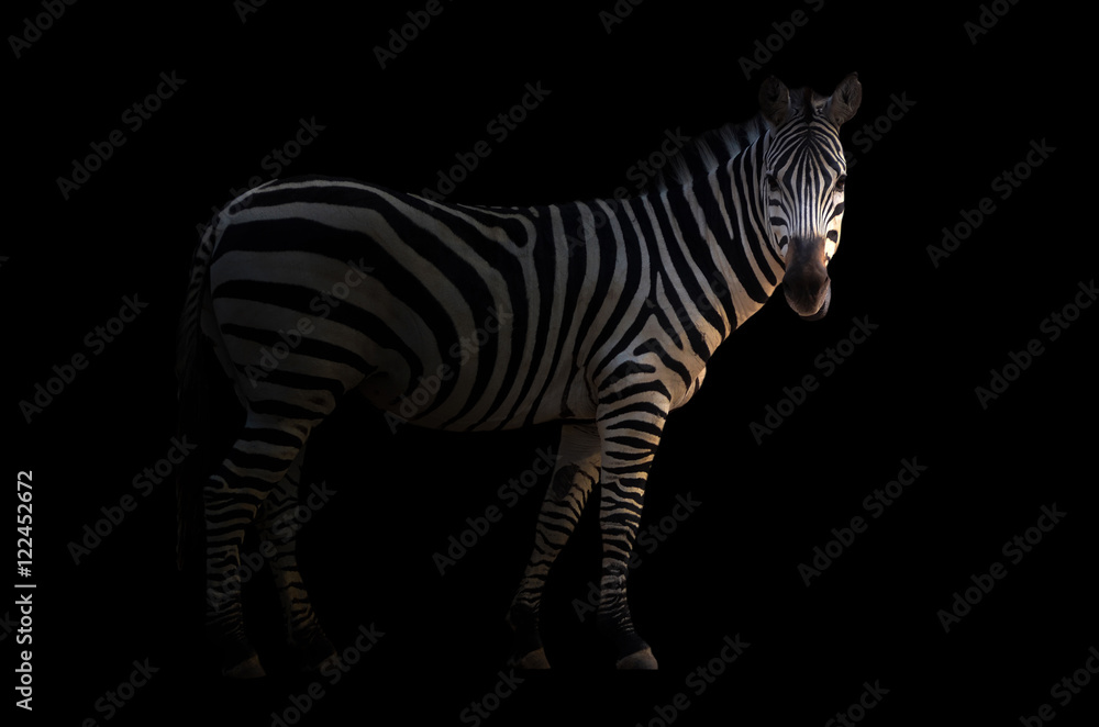 zebra in the dark - obrazy, fototapety, plakaty 