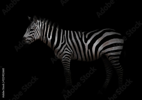 zebra in the dark