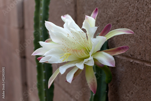Fototapeta Naklejka Na Ścianę i Meble -  Close up of Booming Cactus