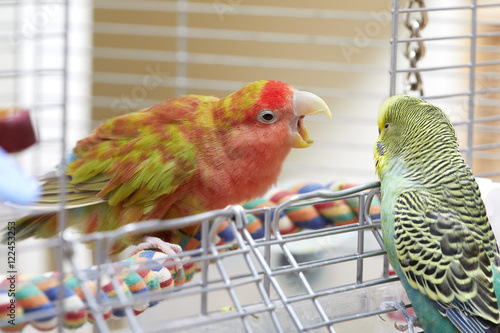 Budgie and lovebird parrots.
