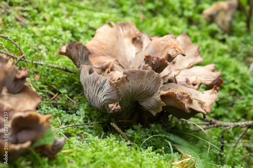 Violet chanterelle, Gomphus clavatus growing among moss  © Henrik Larsson