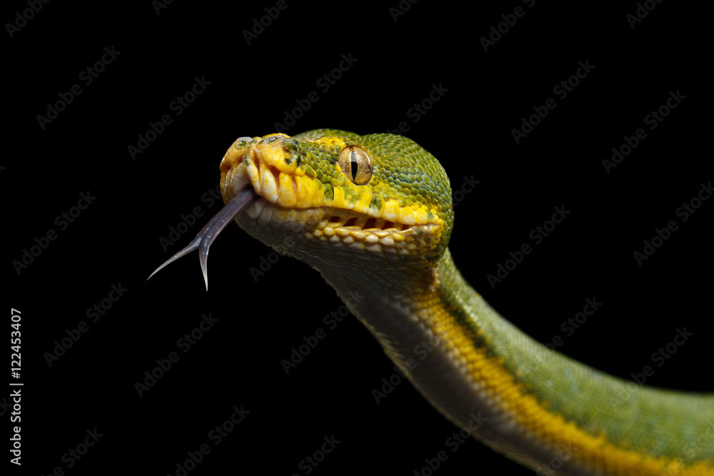 Naklejka premium Close-up Green Tree Python Snake in Attack. Morelia viridis. Isolated black background