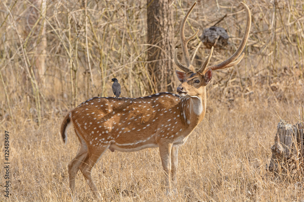 Magpie on the back of a Spotted Deer