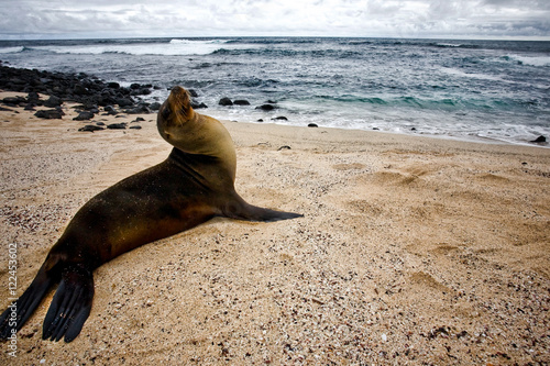 Galapagos Sea Lon