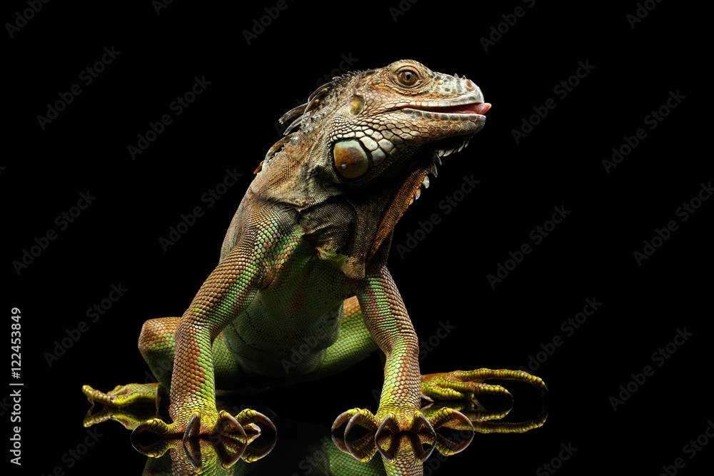Fototapeta premium Green Iguana Sitting and Gazing Scary, Show claws and Licked Isolated on Black Background