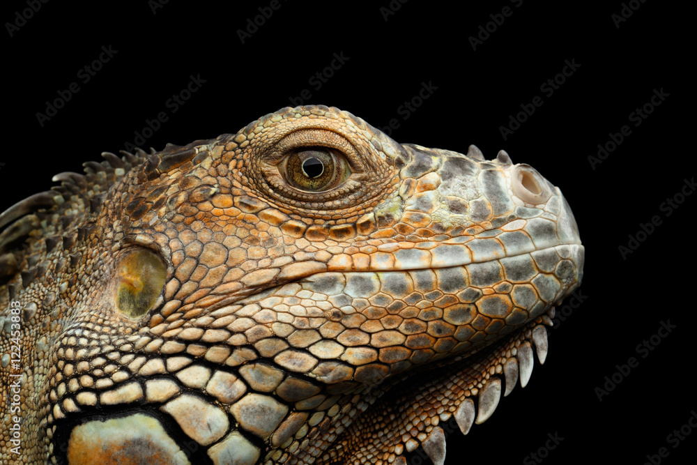 Closeup Head of Green Iguana Looks Kind Isolated on Black Background Closeup Head of Green Iguana Looks Kind Isolated on Black Background