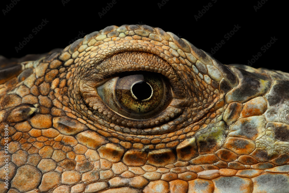 Fototapeta premium Zbliżenie Oko Iguany zielonej, wygląda jak smok na białym tle na czarnym tle