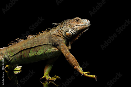 Walking Green Iguana Raising Paw Isolated on Black Background